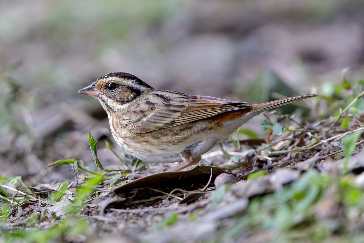 白眉鵐 - ML645831709