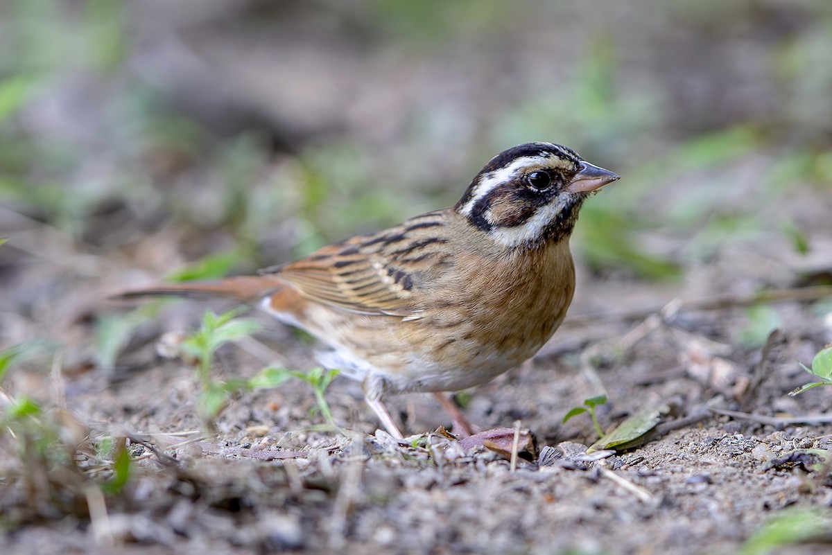 白眉鵐 - ML645831710