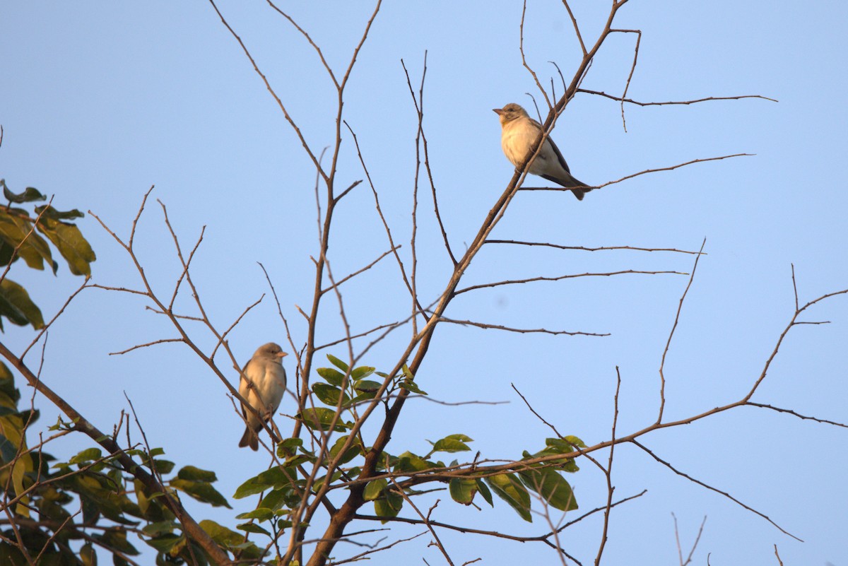 Yellow-throated Sparrow - ML645831711