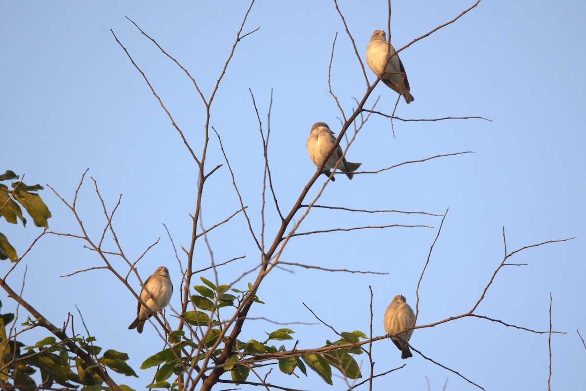Yellow-throated Sparrow - ML645831712