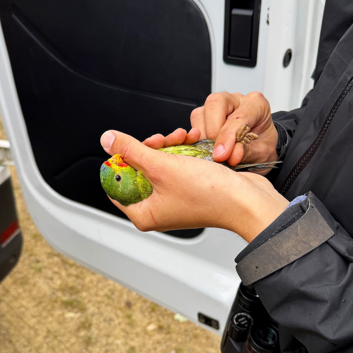 Swift Parrot - ML645831713