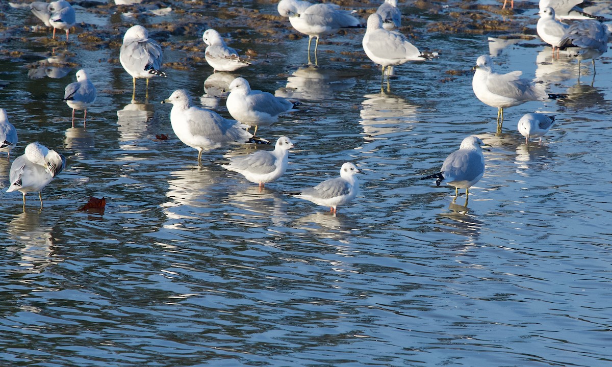 Bonaparte's Gull - ML645831714