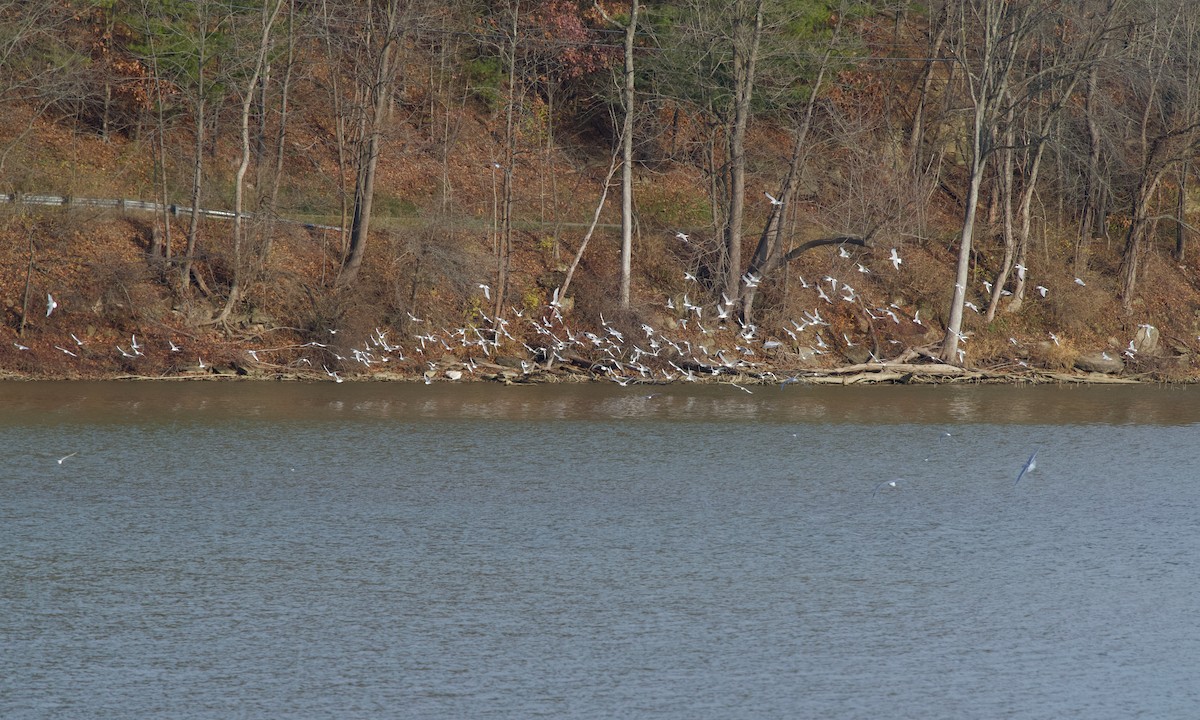 kanadahettemåke - ML645831715