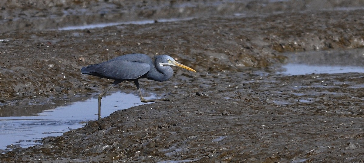 Western Reef-Heron - ML645831716