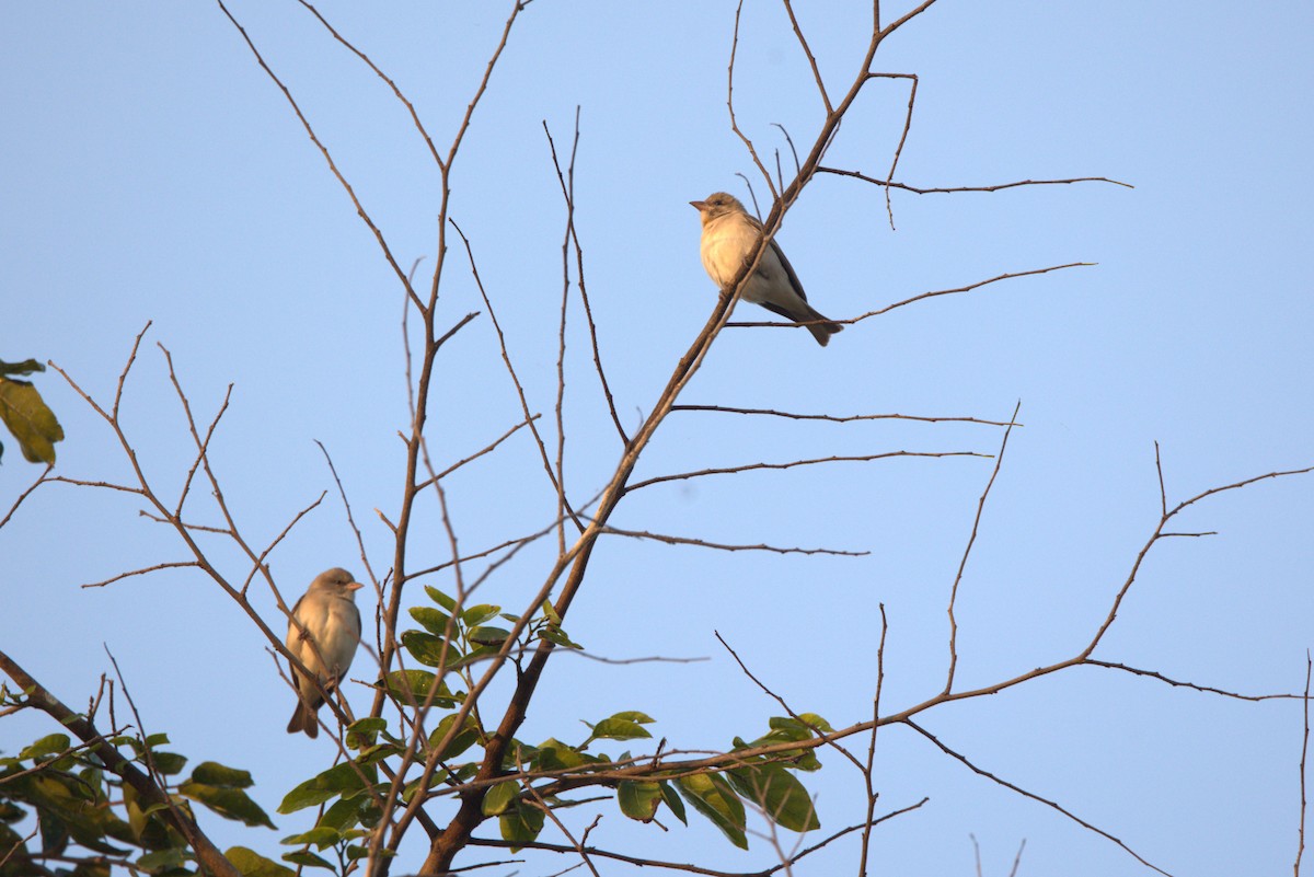 Yellow-throated Sparrow - ML645831717