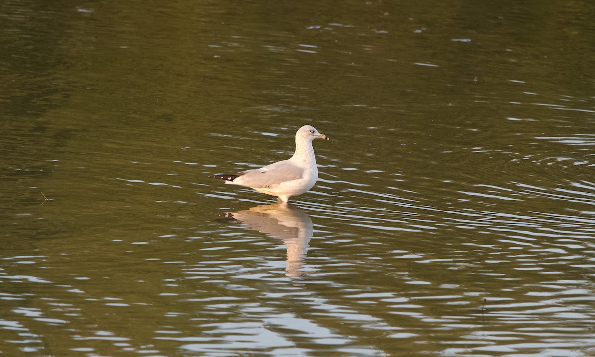 ringnebbmåke - ML645831718