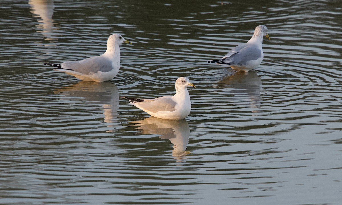 ringnebbmåke - ML645831719