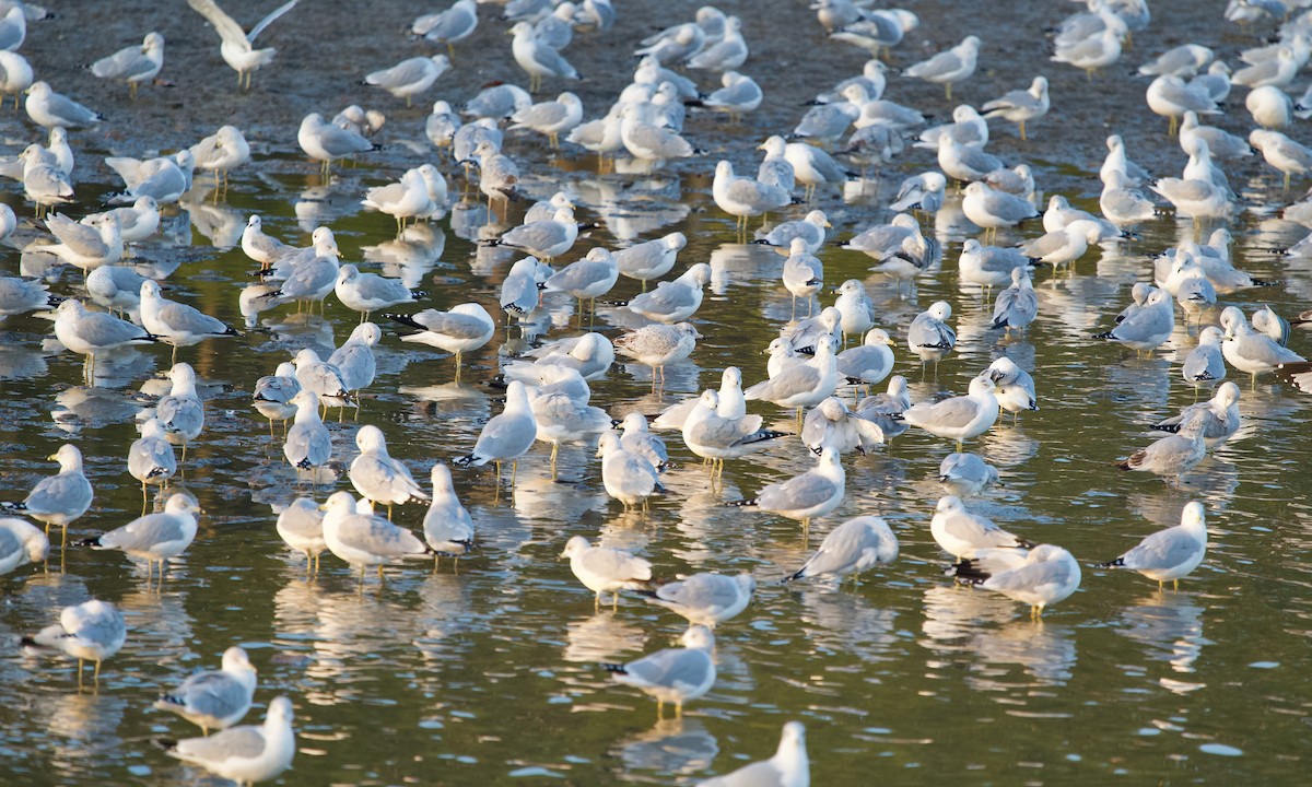 ringnebbmåke - ML645831720