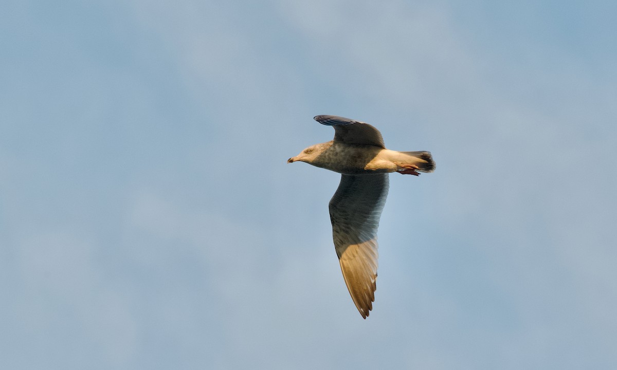 amerikagråmåke - ML645831721