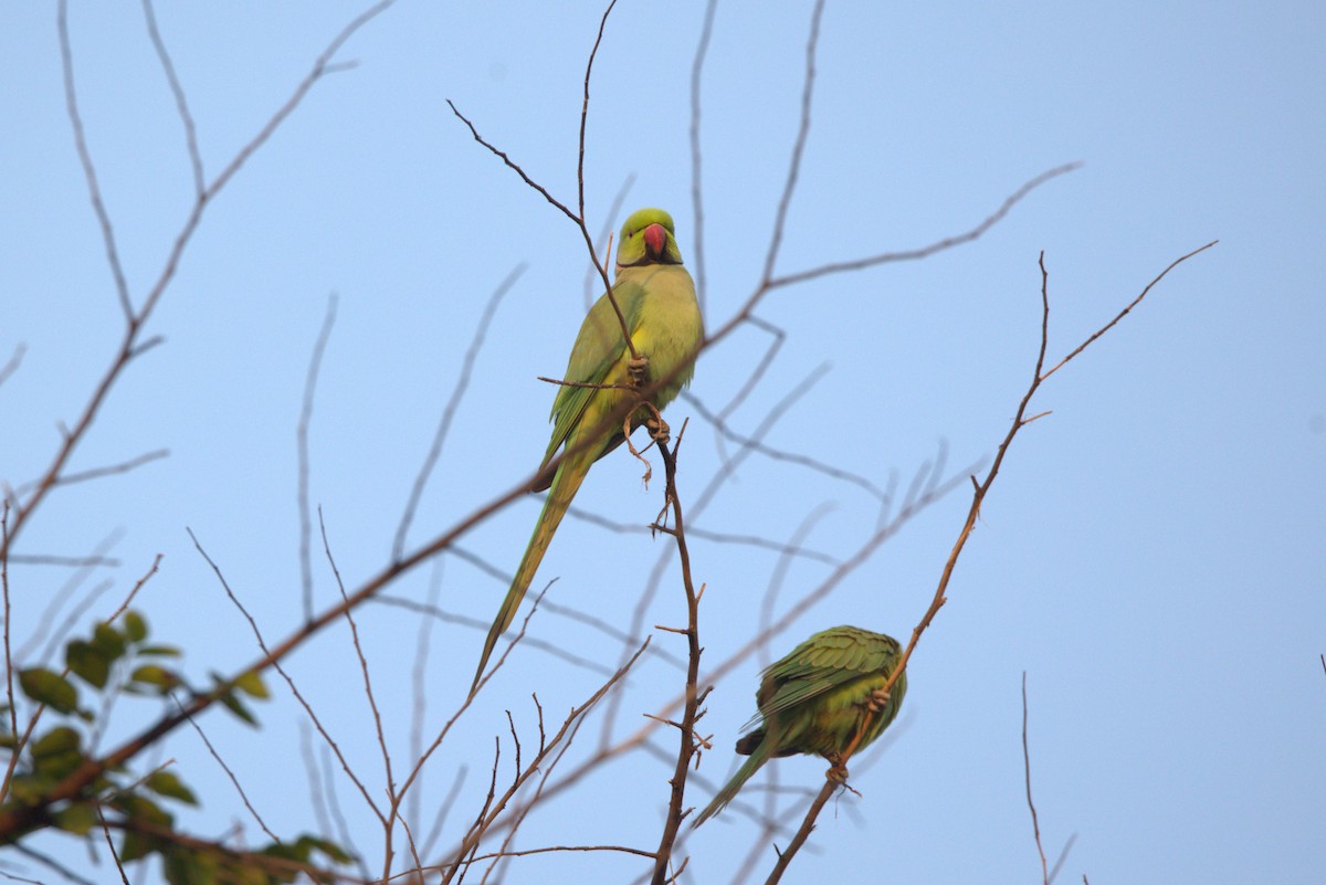 halsbåndparakitt - ML645831722