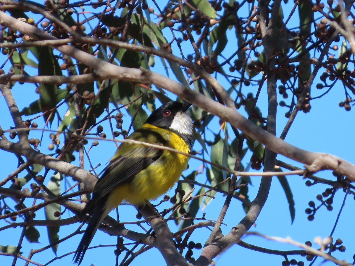 gullplystrer - ML645831723