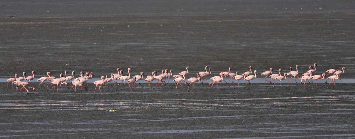 dvergflamingo - ML645831724