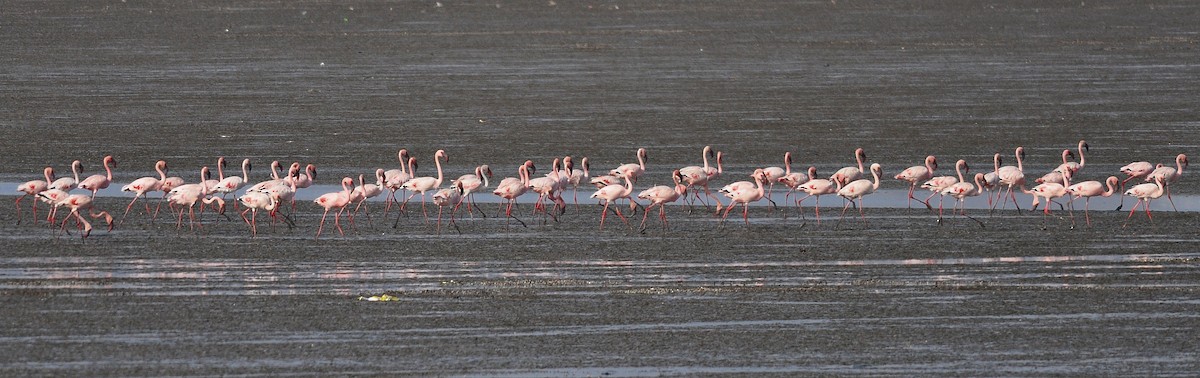 dvergflamingo - ML645831725