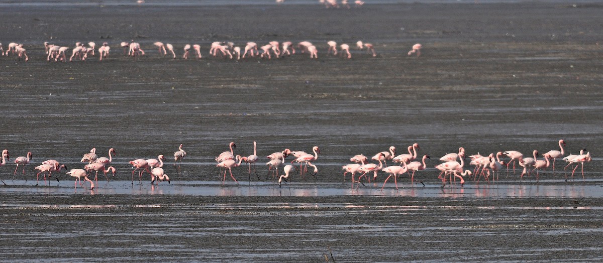 dvergflamingo - ML645831726