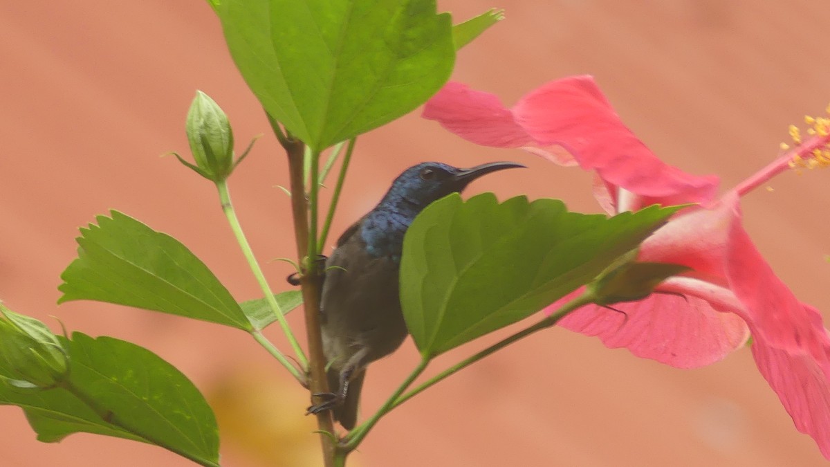 grønnhodesolfugl - ML645831728