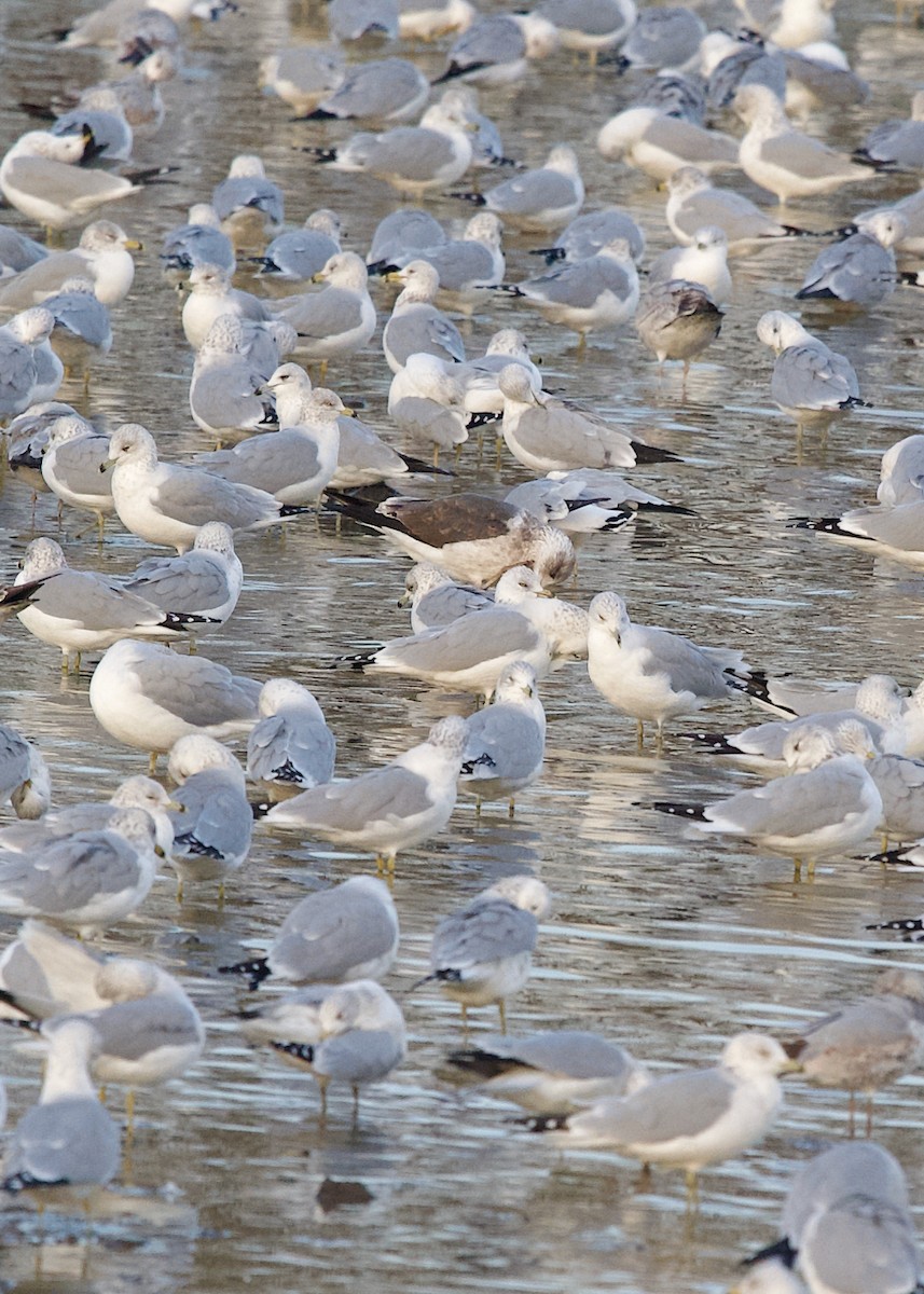 sildemåke - ML645831729