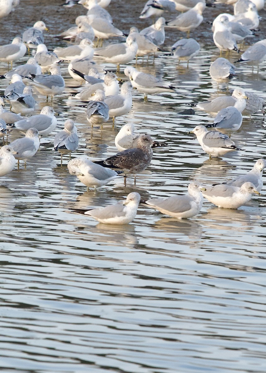 sildemåke - ML645831730