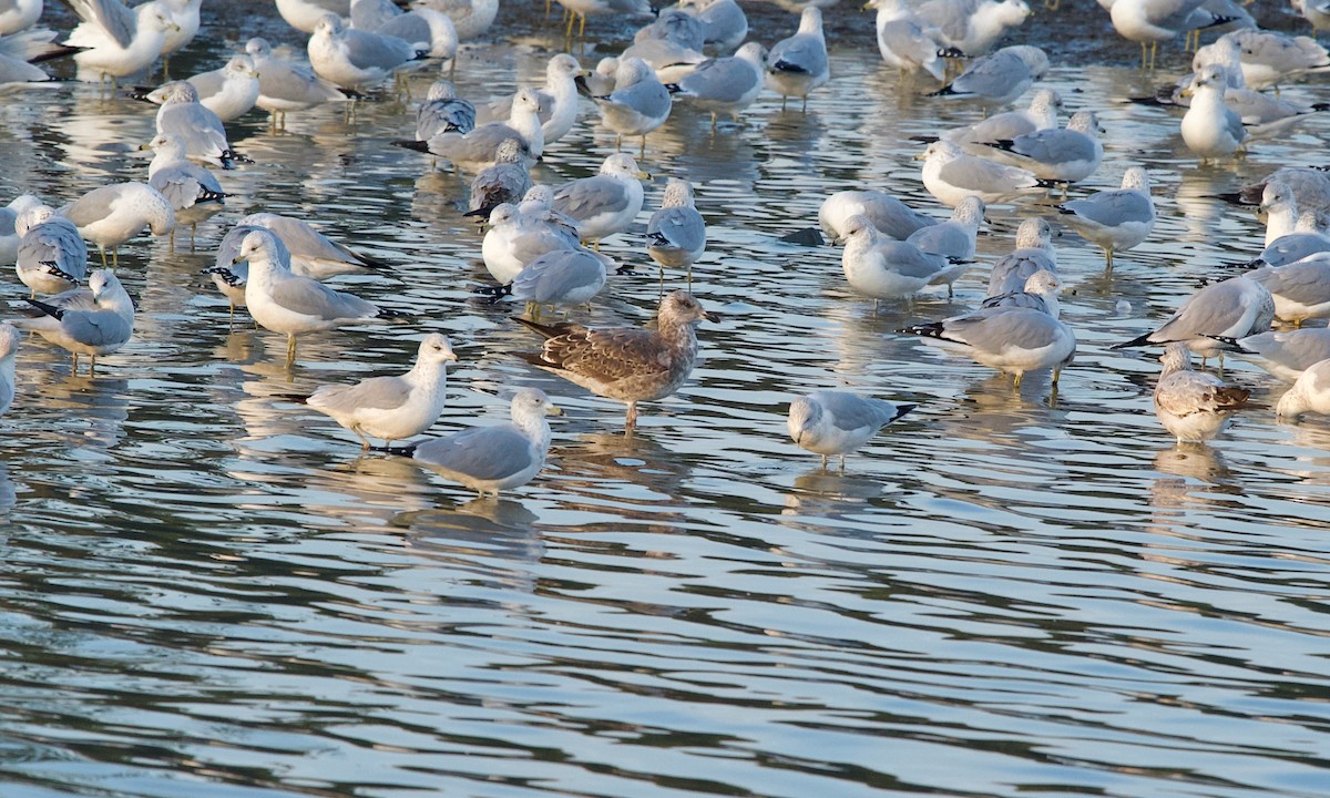 sildemåke - ML645831731