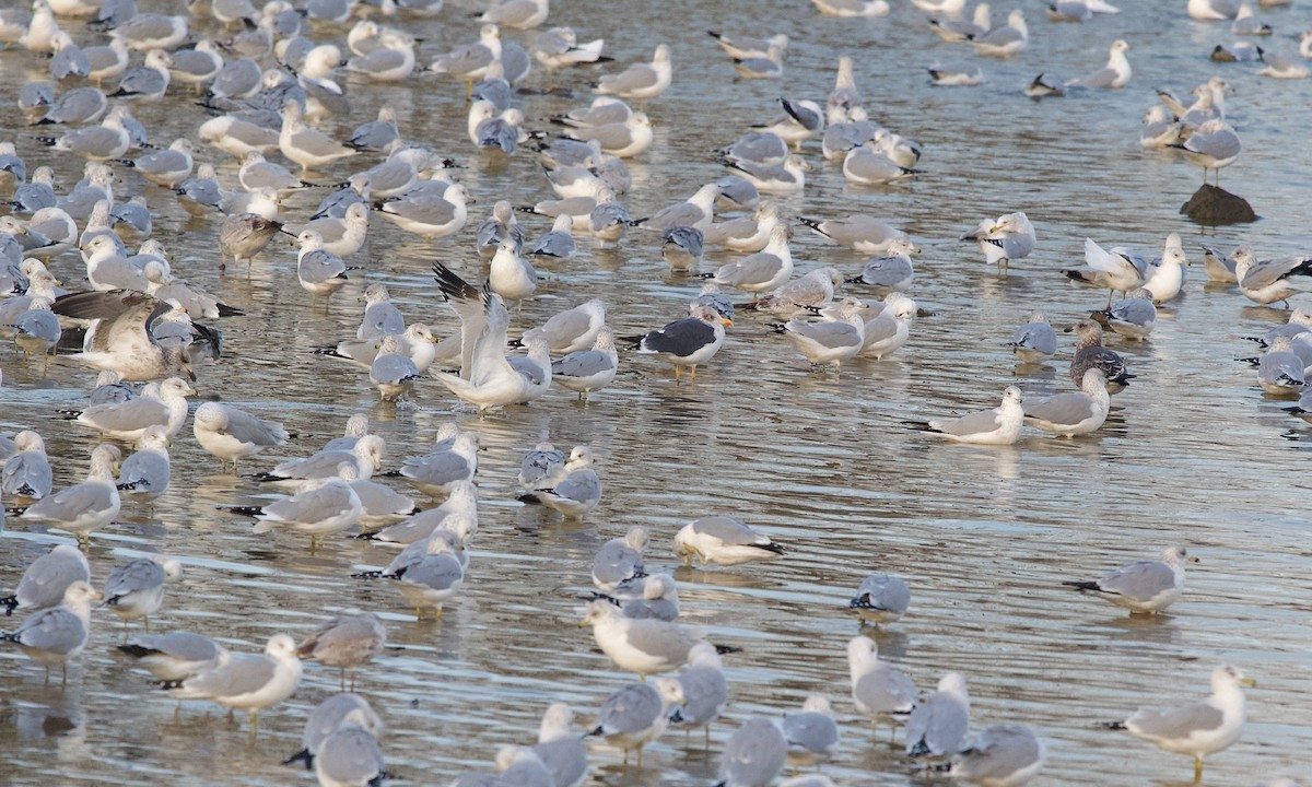 sildemåke - ML645831732