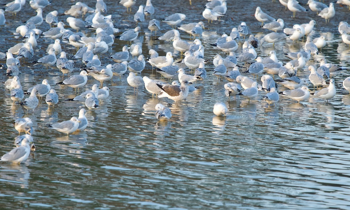 sildemåke - ML645831733