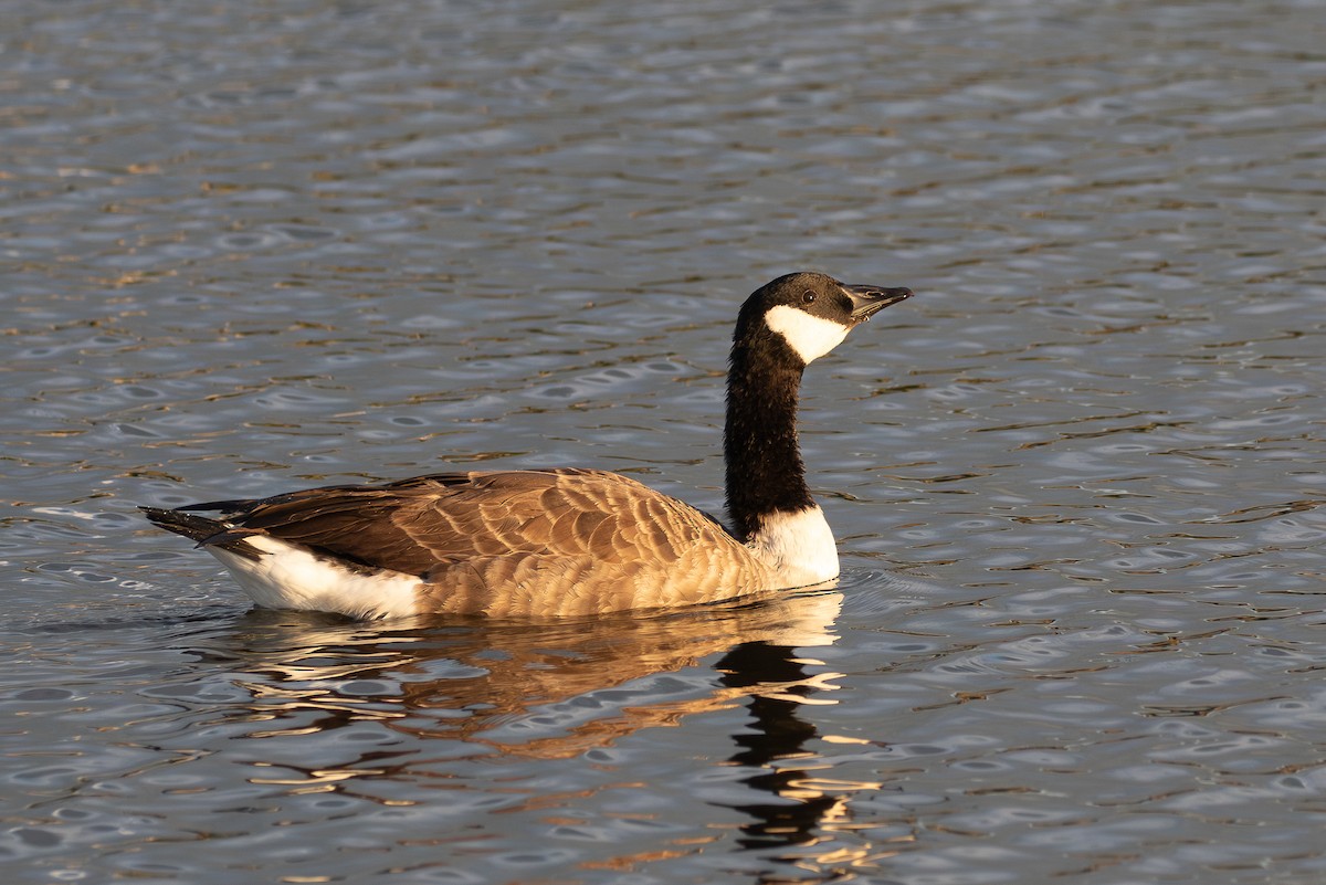 kanadagås - ML645831739