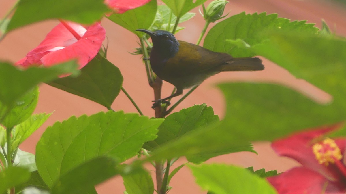 grønnhodesolfugl - ML645831745