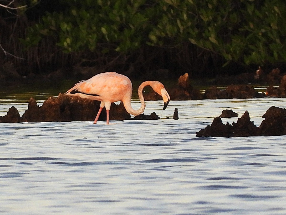 rødflamingo - ML645831748