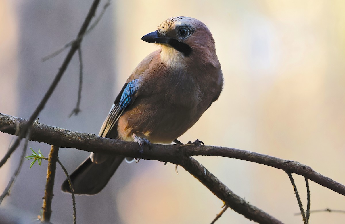 nøtteskrike - ML645831753