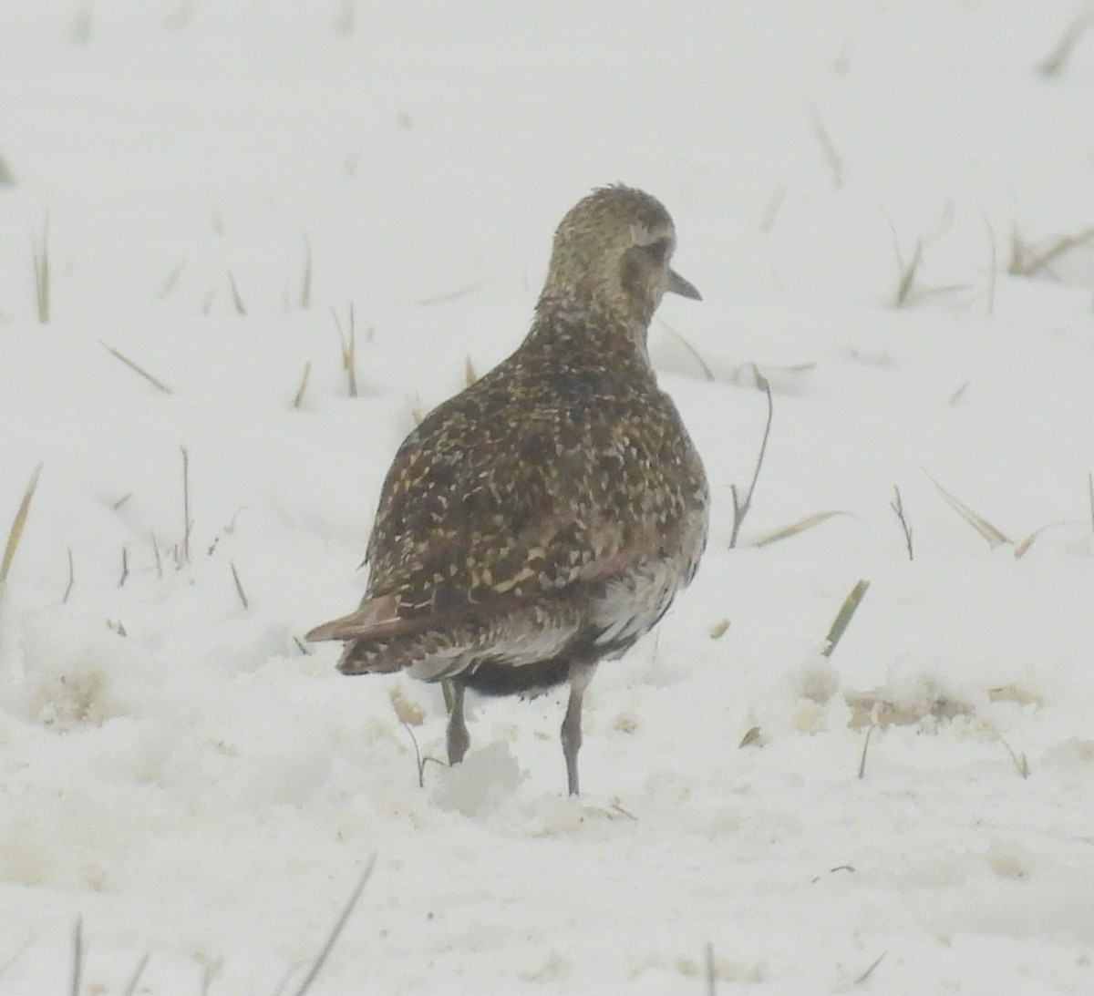 Сивка звичайна - ML645831763