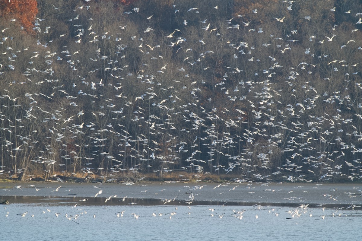 Larus sp. - ML645831765