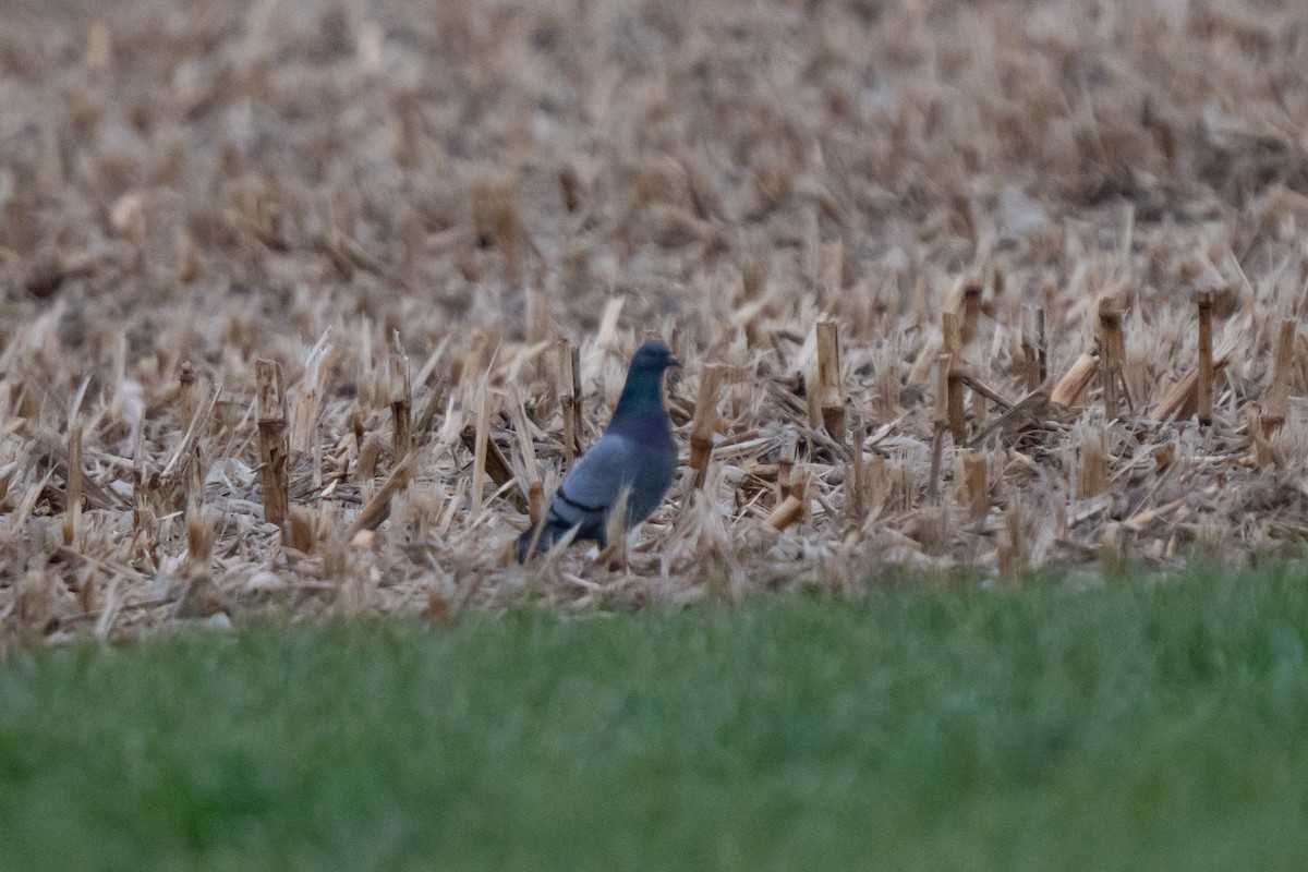 Rock Pigeon (Feral Pigeon) - ML645831771