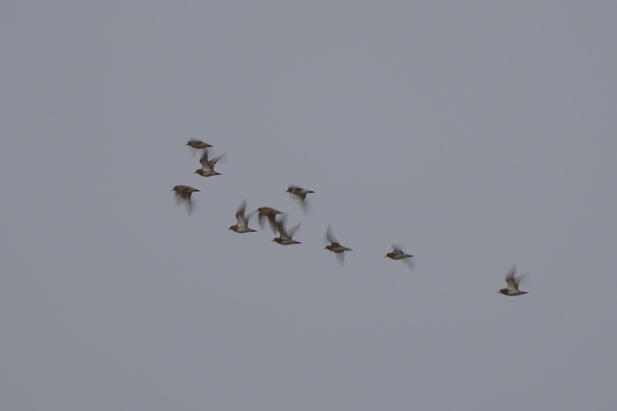 Сивка звичайна - ML645831778