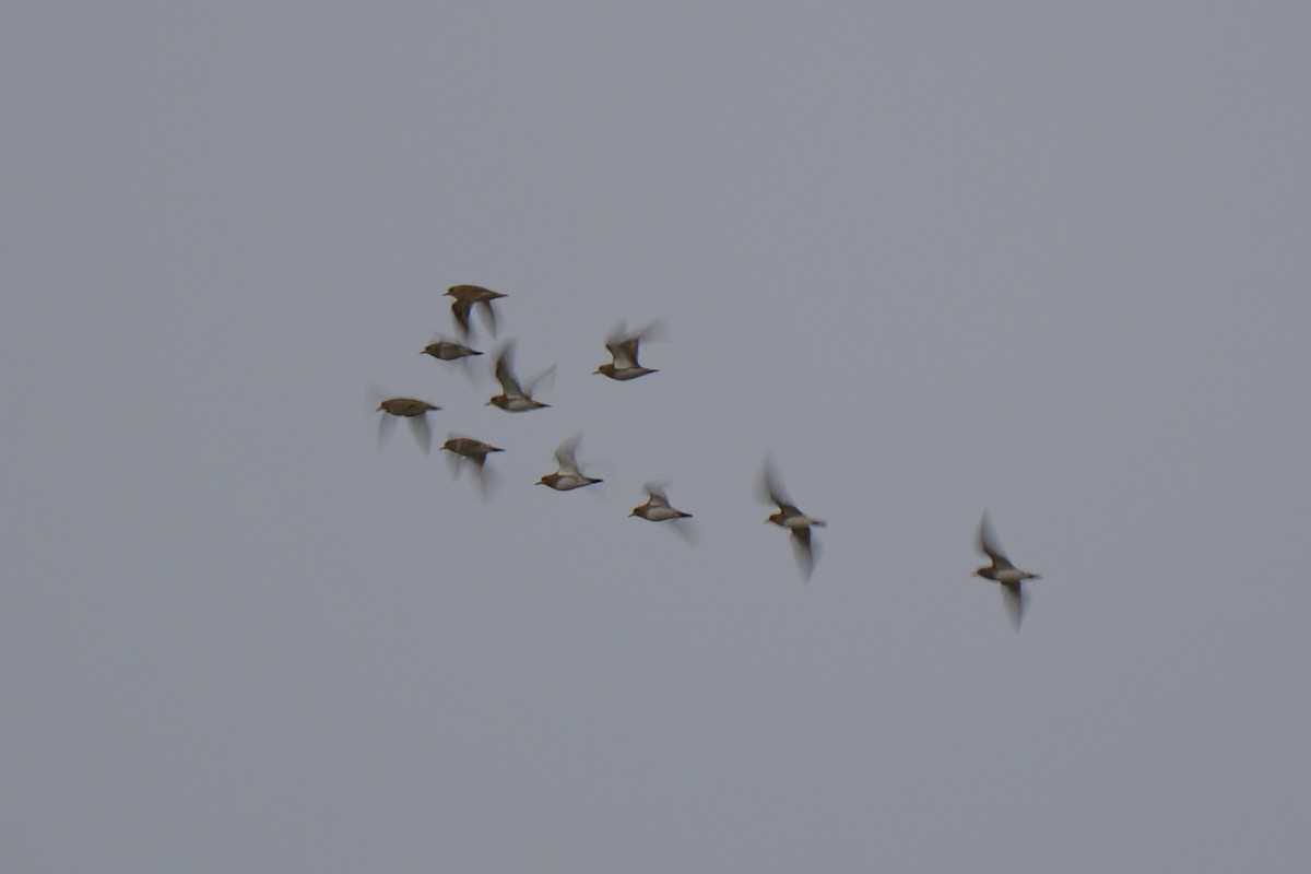 Сивка звичайна - ML645831779