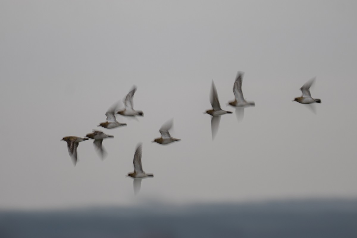 Сивка звичайна - ML645831780