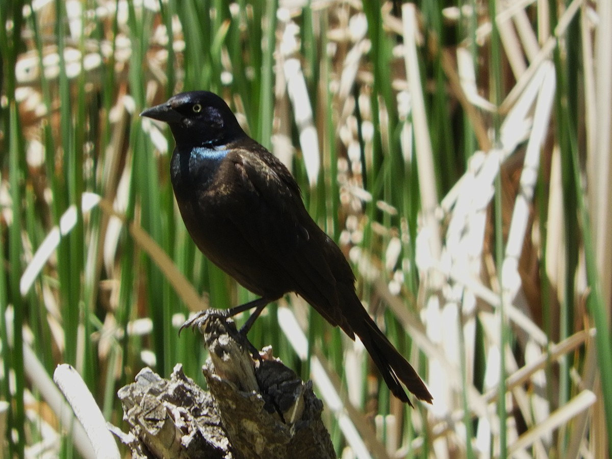 Common Grackle - ML645831785