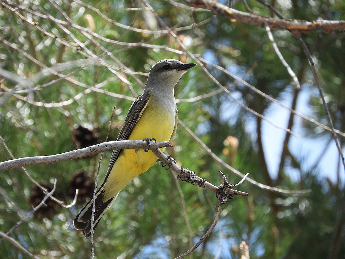 Western Kingbird - ML645831787