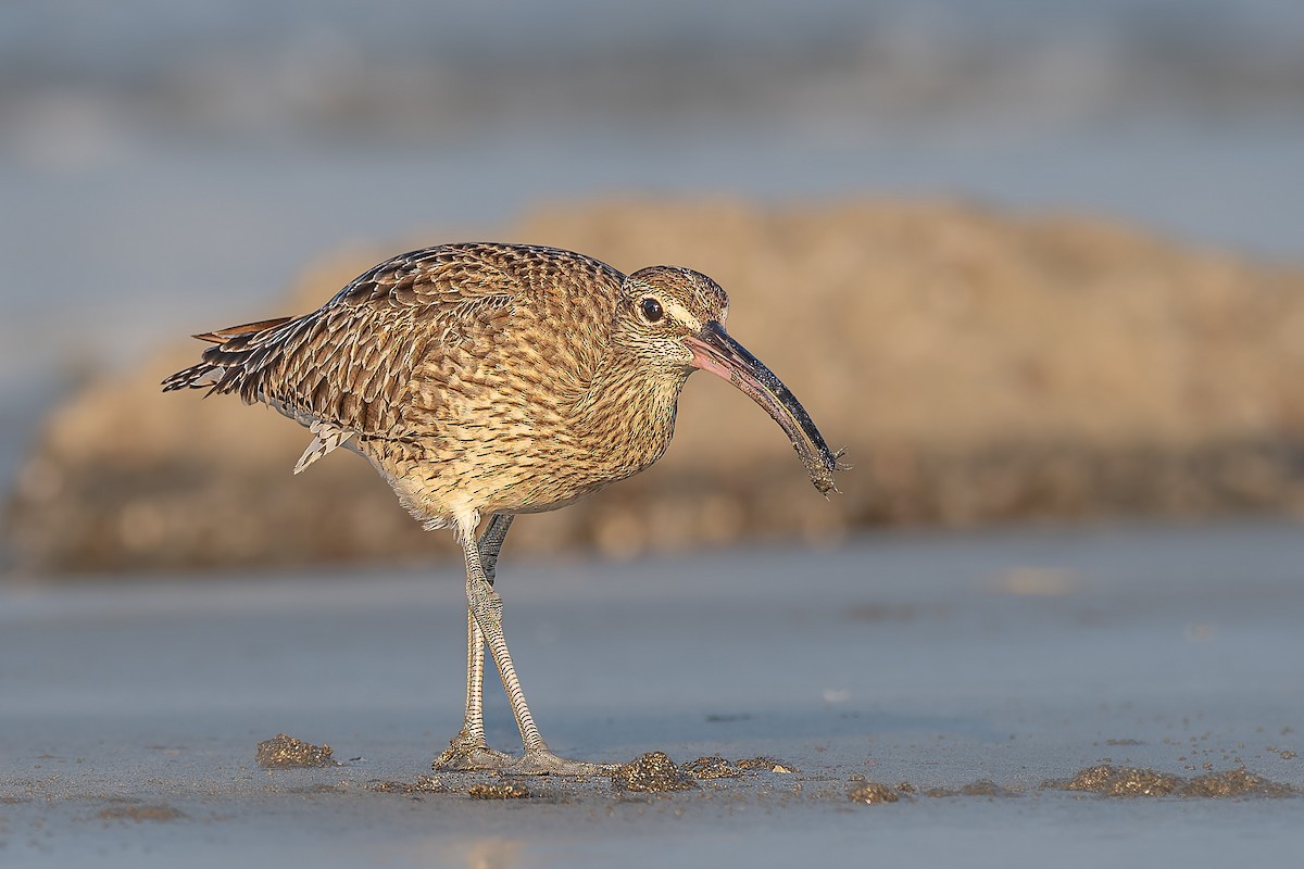 Eurasian Whimbrel - ML645831792