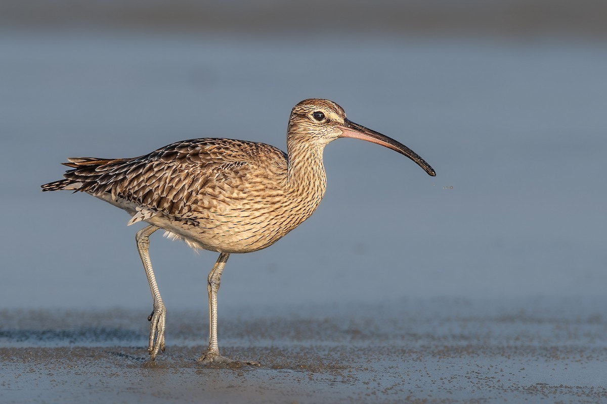 Eurasian Whimbrel - ML645831793
