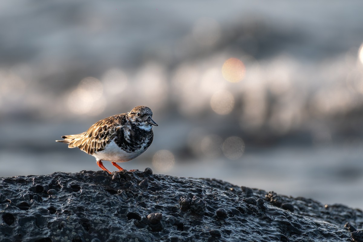 Крем'яшник звичайний - ML645831795