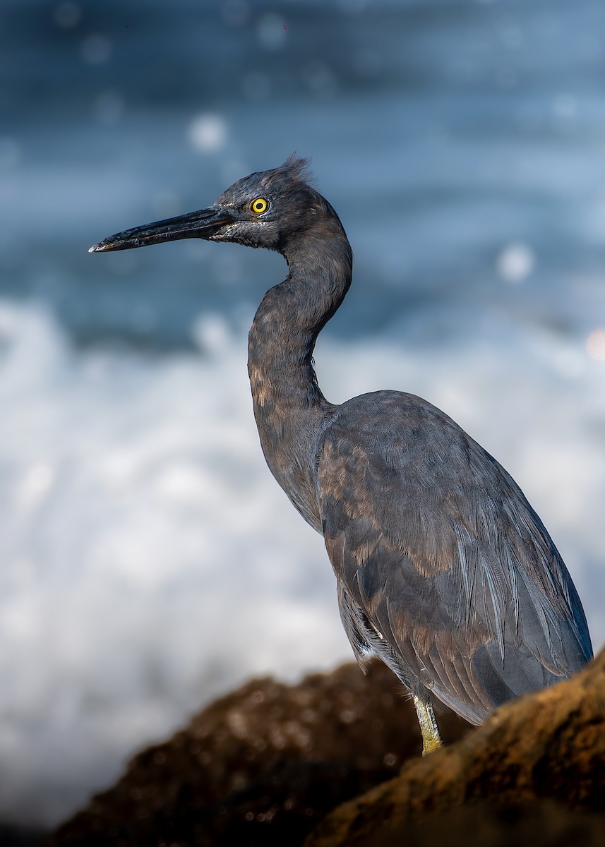 Pacific Reef-Heron - ML645831796