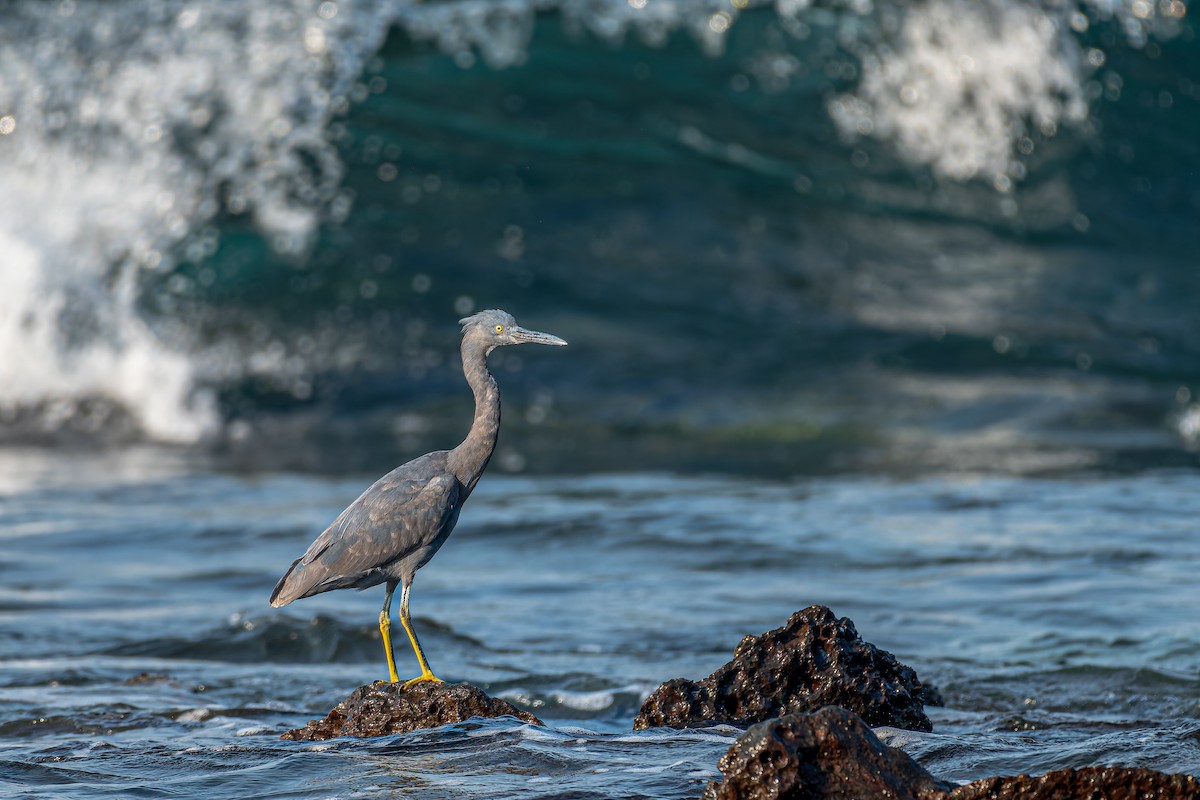 Pacific Reef-Heron - ML645831797