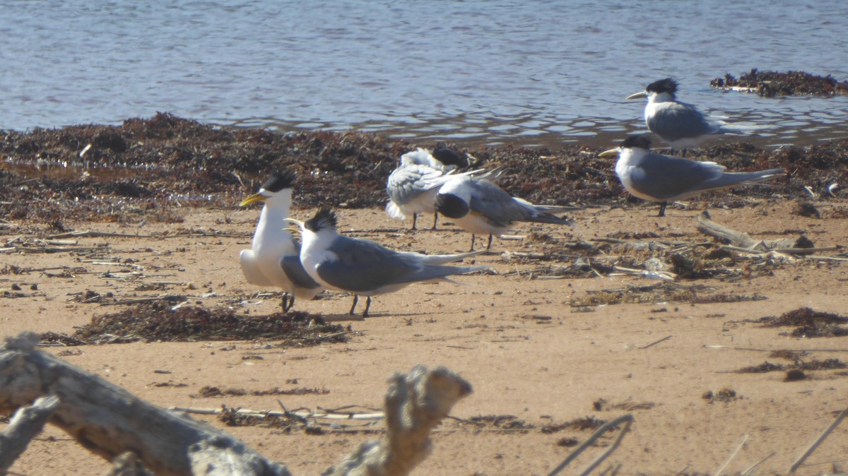 Крячок жовтодзьобий - ML645831798