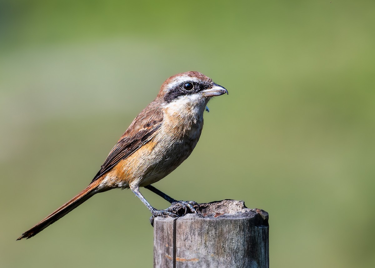 Сорокопуд сибірський - ML645831799