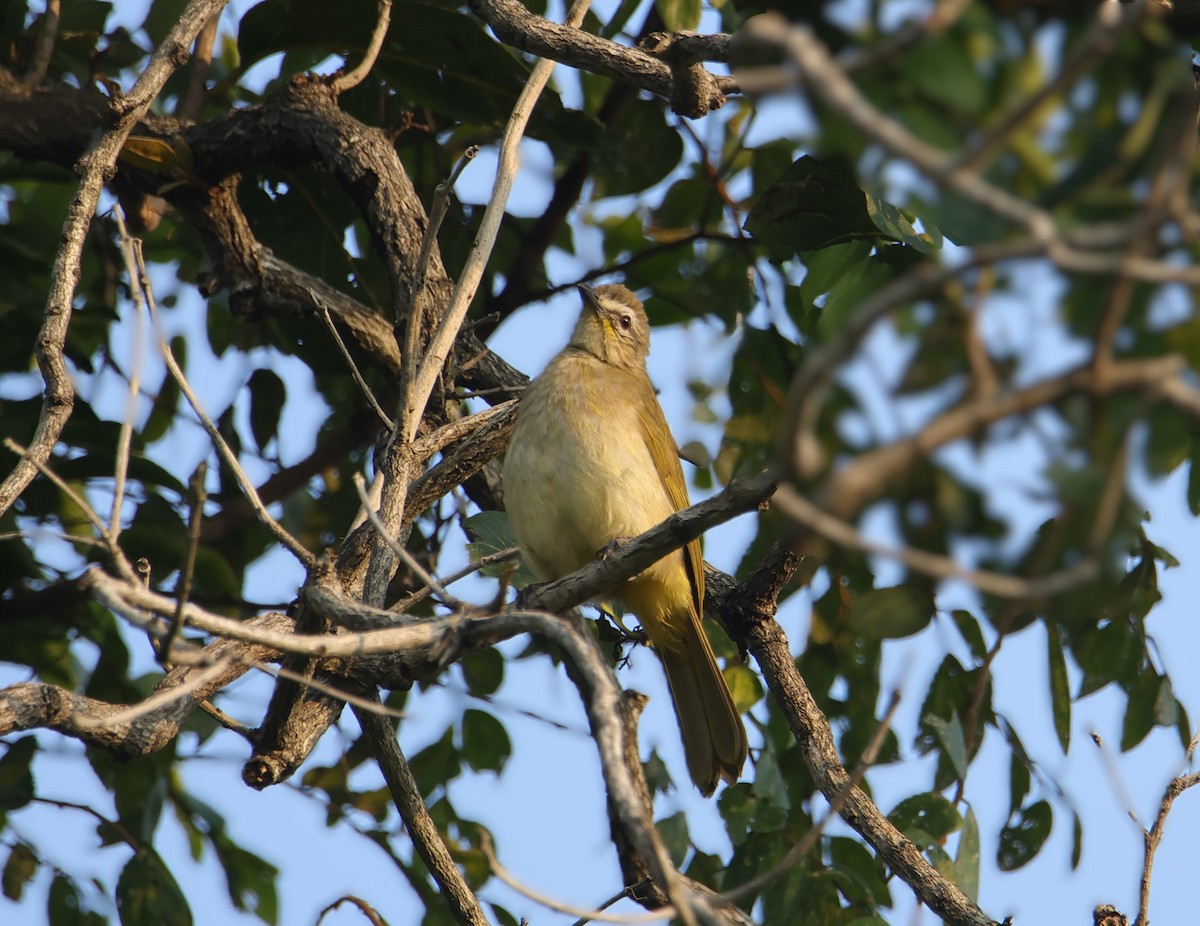 Бюльбюль білобровий - ML645831801