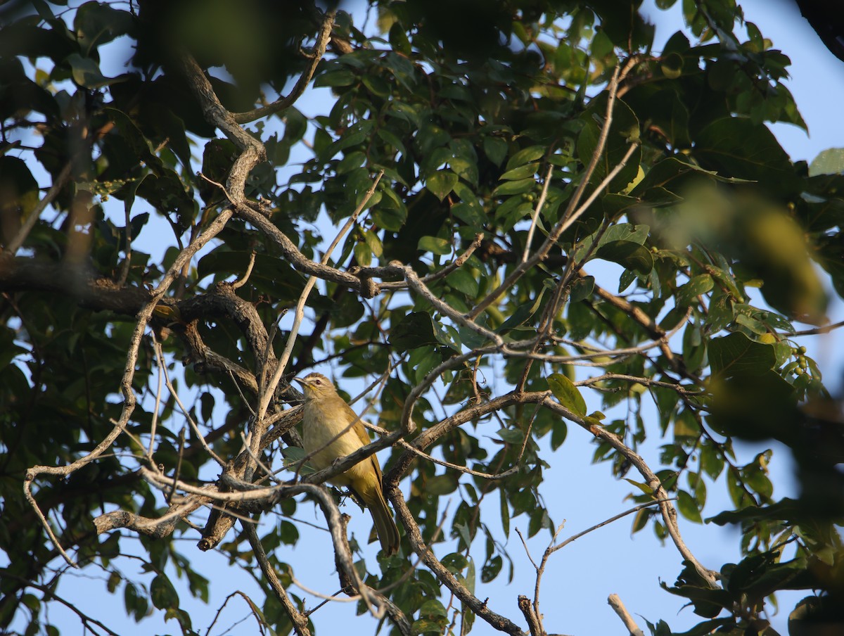 Бюльбюль білобровий - ML645831802