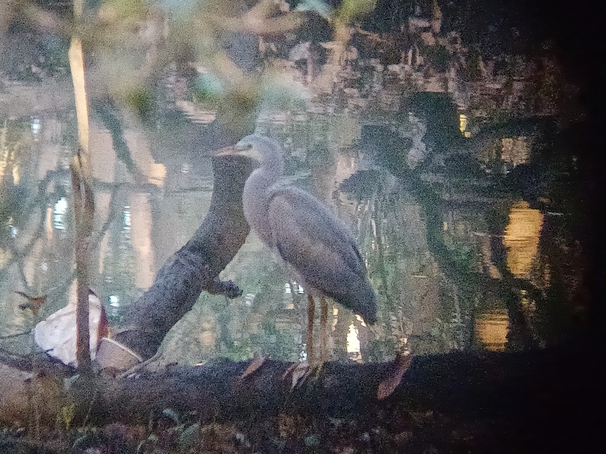 Чепура австралійська - ML645831805