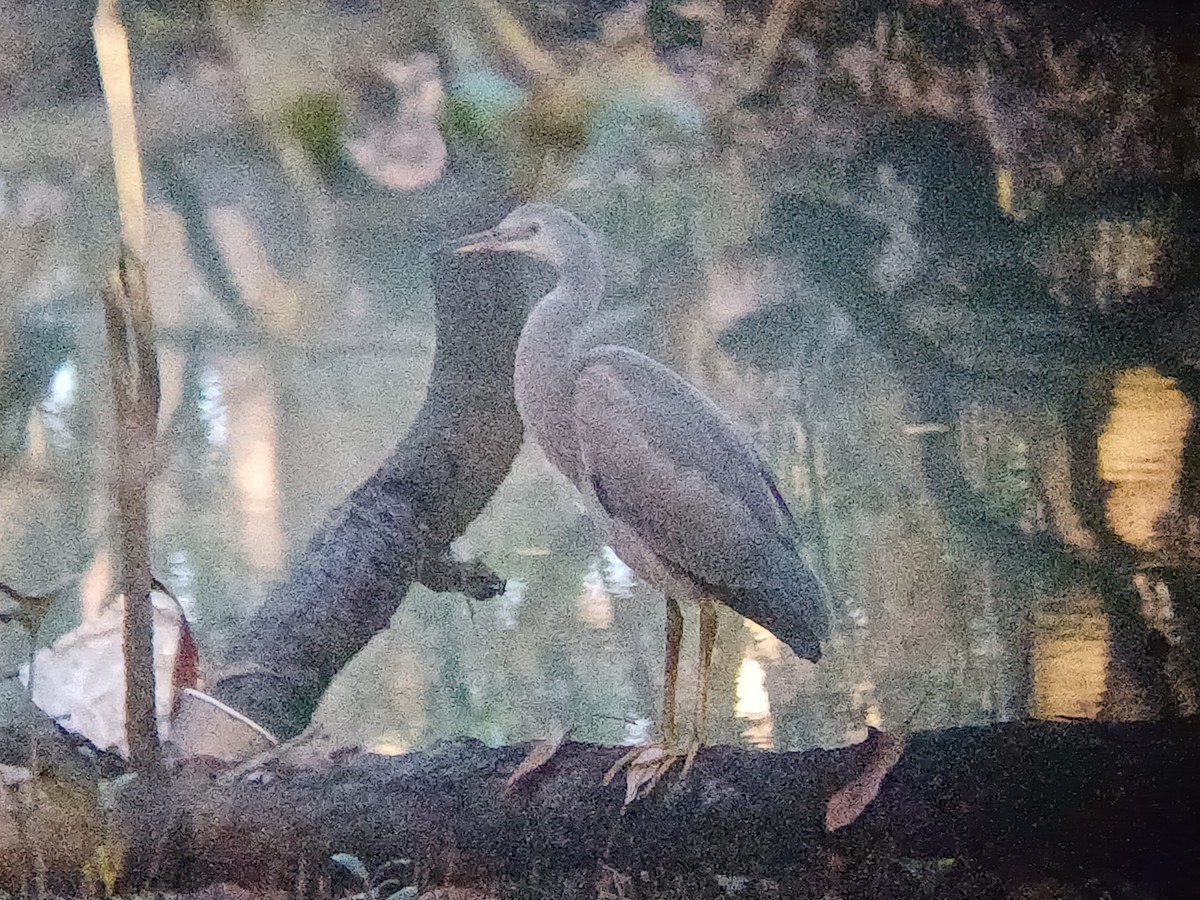 Чепура австралійська - ML645831806