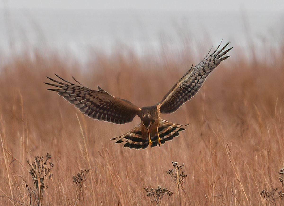 Лунь американський - ML645831807