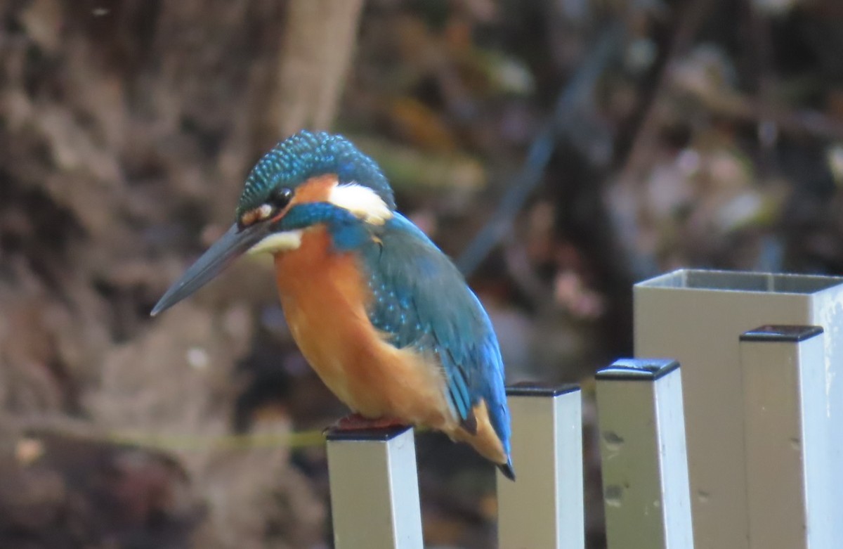 Рибалочка блакитний - ML645831809