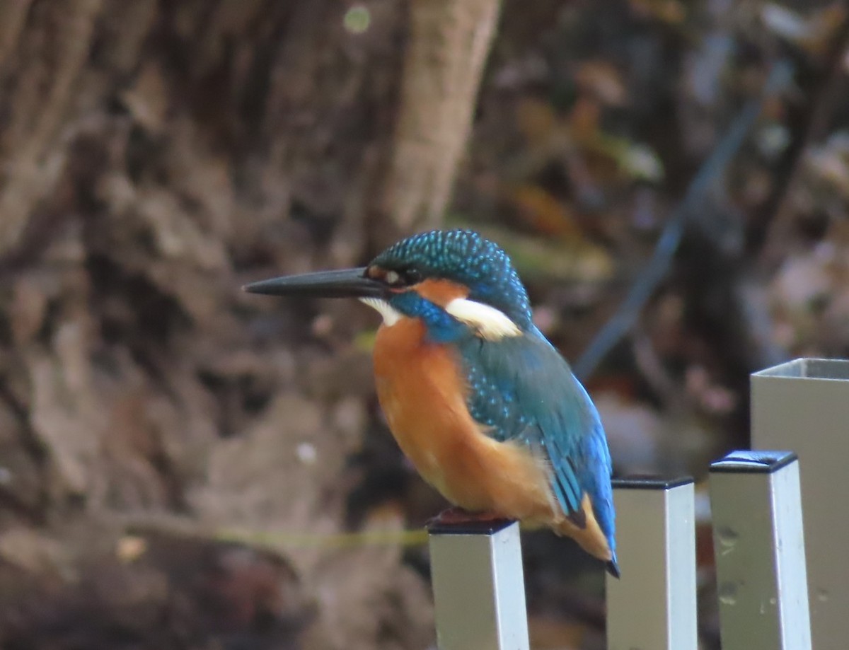 Рибалочка блакитний - ML645831810